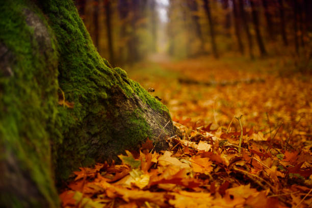 istock View of the autumn forest path with a tree root in the foreground 1460853335
