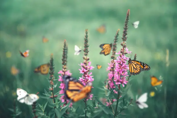 Purple summer meadow flowers (Purple Loosestrife - Lythrum salicaria) with monarch butterlies flying around.