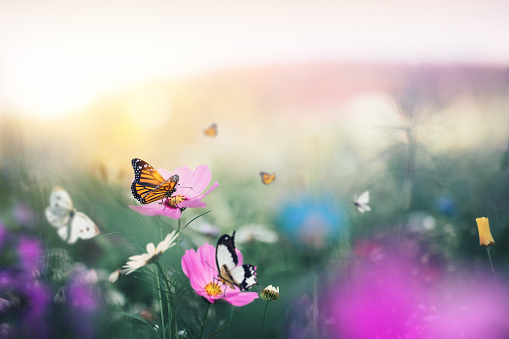 Summer meadow with flying butterflies.