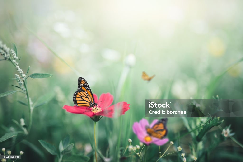 Monarch Butterflies Summer meadow with monarch butterflies. Monarch Butterfly Stock Photo
