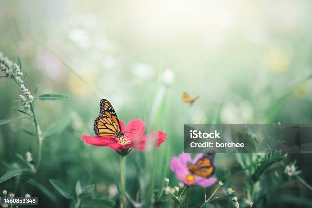 Monarch Butterflies Stock Photo - Download Image Now - Monarch Butterfly, Butterfly - Insect, Backgrounds
