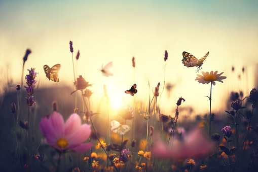 Sunset Meadow With Butterflies