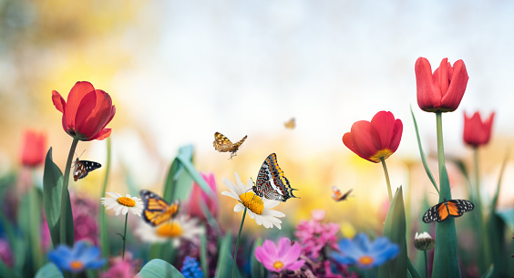 Summer garden full of tulips, daisies and flying butterflies.