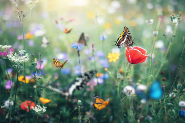 istock Colourful Summer Meadow With Butterflies 1460853363