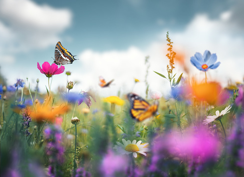 Summer meadow full of colourful flowers and flying butterflies.