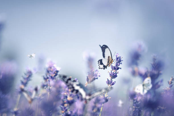 istock Butterflies In Lavender Field 1460853372