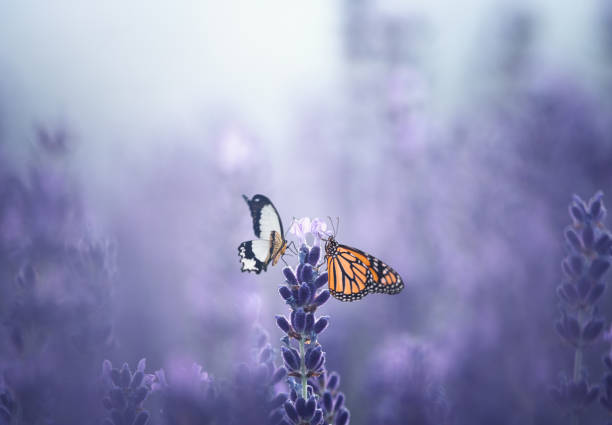 Two Butterflies On Lavender stock photo