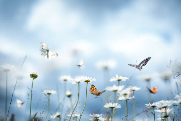 daisy wiese mit schmetterlingen - schöne natur stock-fotos und bilder