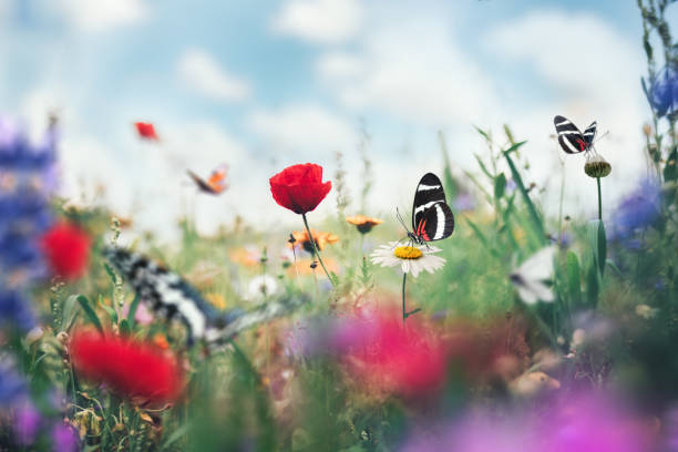 istock Butterflies In Colorful Meadow 1460853390