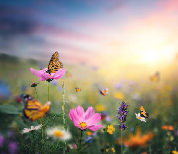 istock Butterfly On Flowers At Sunset 1460853393