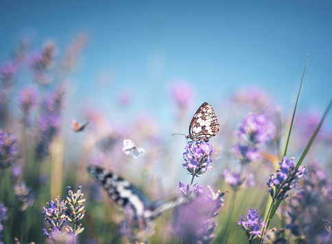 Close-up of butterfly sitting on lavender.