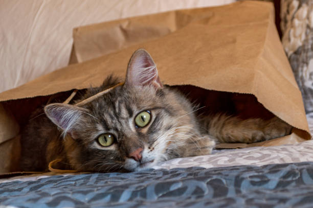 istock Gray tabby cat inside a bag and looking straight at the camera. 1460854239