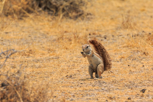 istock Cape ground squirrel on savannah. Etosha National Park, Namibia. 1460855005