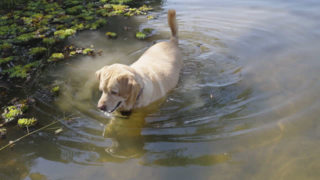 White dog wading in swamp