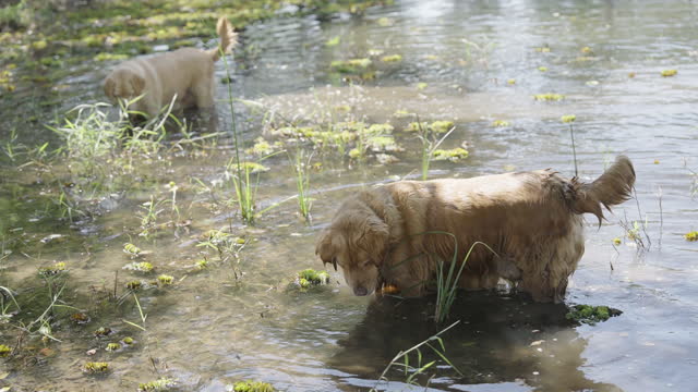 Two dogs searching for fishes in a shallow pond