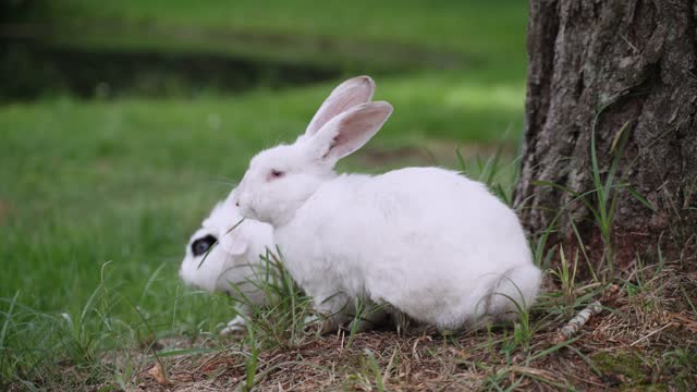 Two cute white rabbits are sitting near tree trunk, eating grass, close-up.