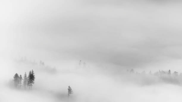 istock Trees in a foggy autumn landscape 1460858962