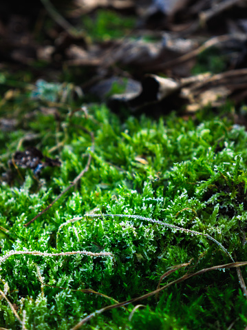 a meadow of fresh green moss covered with ice. natural scene with moss for product presentation. natural background for cosmetic products.