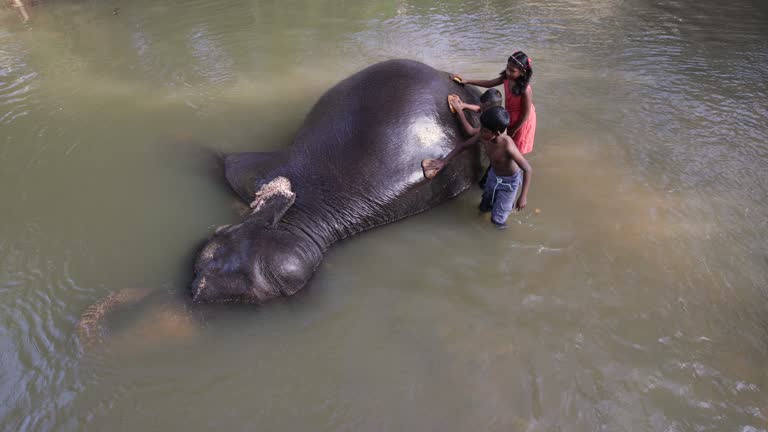 Children bathing  elephant in the river