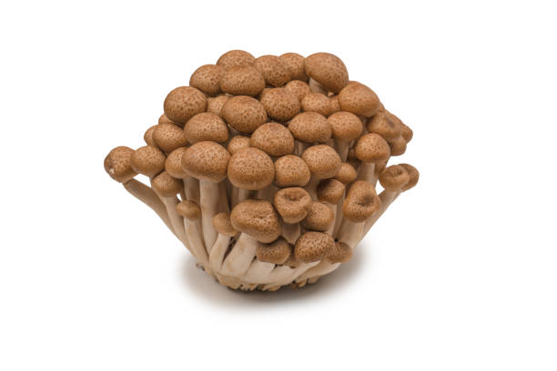 istock Raw beech mushrooms isolated on white background. 1460862494