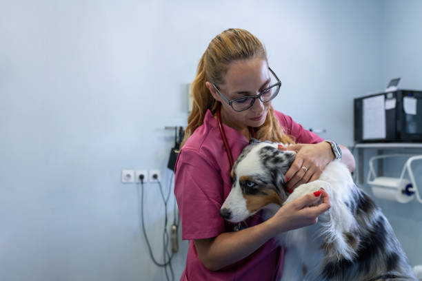 istock Dog being examined by a veterinarian. 1460862938