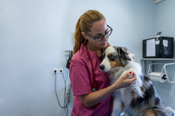 istock Dog being examined by a veterinarian. 1460863390