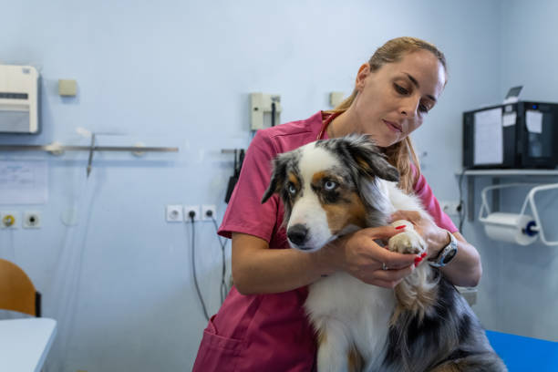 istock Dog being examined by a veterinarian. 1460863403