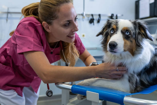 istock Dog being examined by a veterinarian. 1460863408