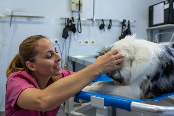 istock Dog being examined by a veterinarian. 1460863418
