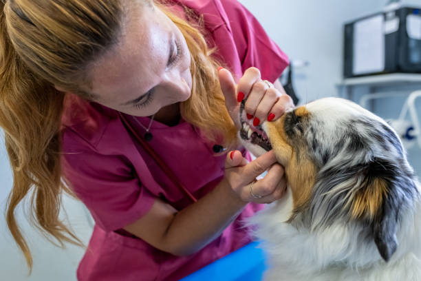 istock Dog being examined by a veterinarian. 1460863419