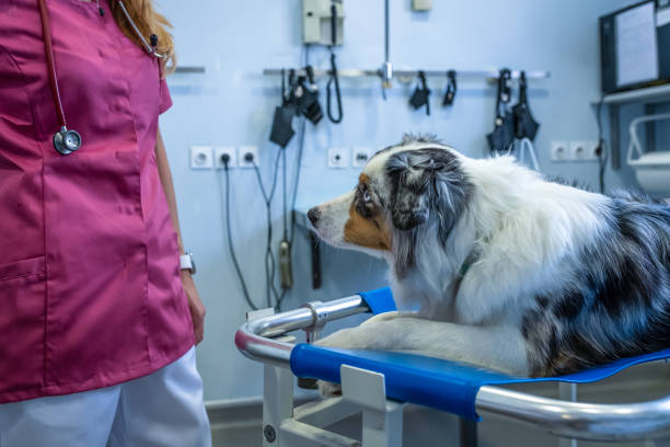 istock Dog being examined by a veterinarian. 1460863420