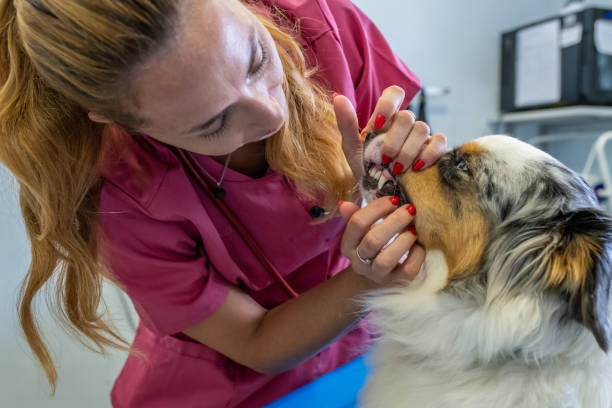 istock Dog being examined by a veterinarian. 1460863422