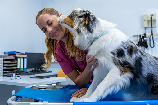 American Miniature Shepherd in the care of a veterinarian and a veterinary technician at a veterinary clinic. The veterinarian examines his teeth, his painful leg, listens to his heart and breathing and comforts him, caresses him. The dog pays attention to her and licks her.