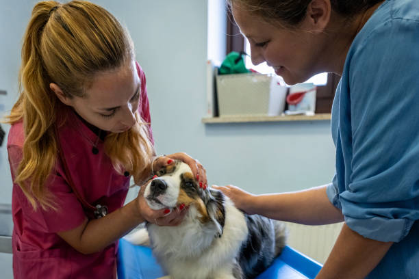 istock Dog being examined by a veterinarian. 1460863451