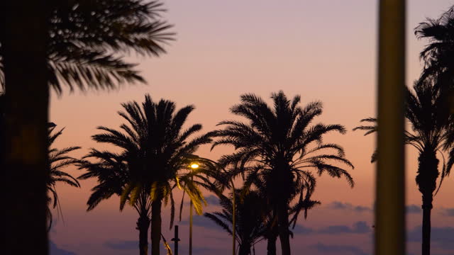 Palm trees in dusk background in 4k slow motion 60fps