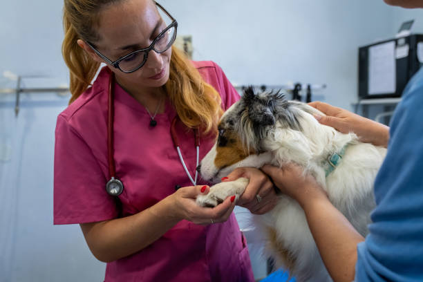 istock Dog being examined by a veterinarian. 1460863495