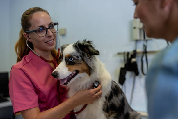 istock Dog being examined by a veterinarian. 1460863506