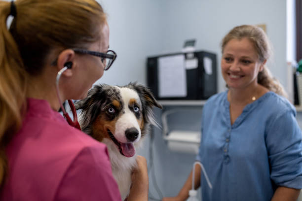 istock Dog being examined by a veterinarian. 1460863509
