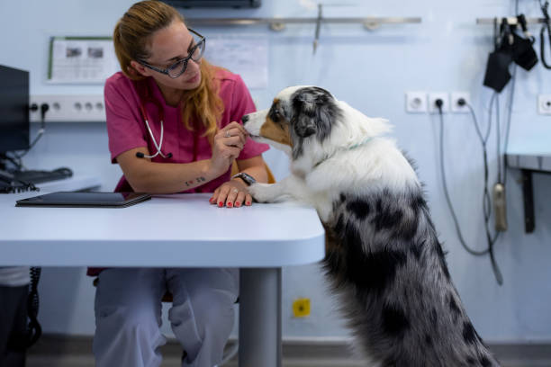 istock Dog being examined by a veterinarian. 1460863588