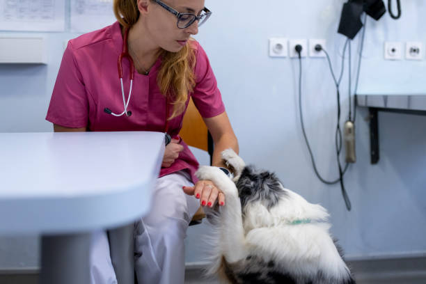 istock Dog being examined by a veterinarian. 1460863601