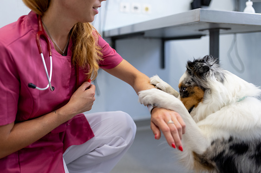 Veterinarian examining German Shepherd Dog