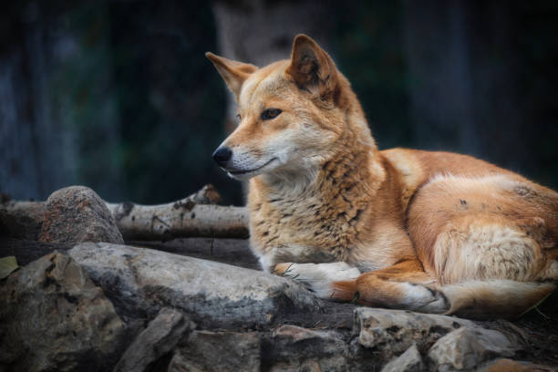 istock A dingo dog laying on rocks 1460863612