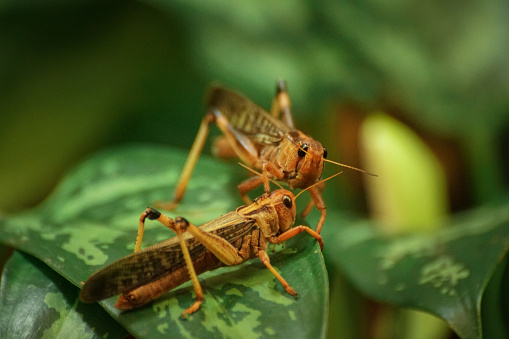 Close up of two grasshopper on a leaf