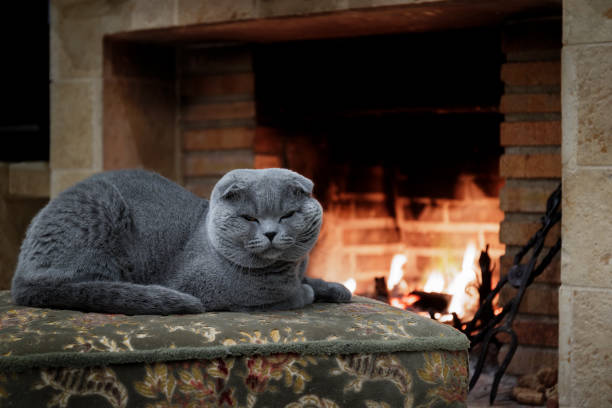 istock A lop-eared cat by the fireplace 1460864085
