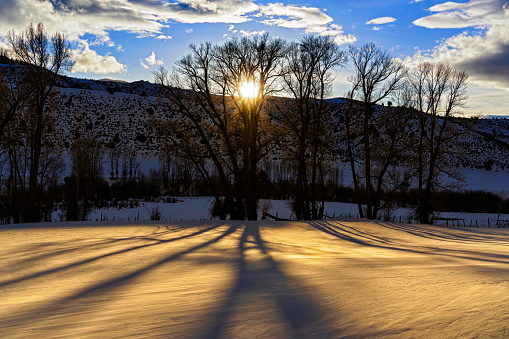 Tree Shadow Silhouette on Snow - Scenic winter landscape at sunset with long shadows being cast on fresh snow in rural landscape.