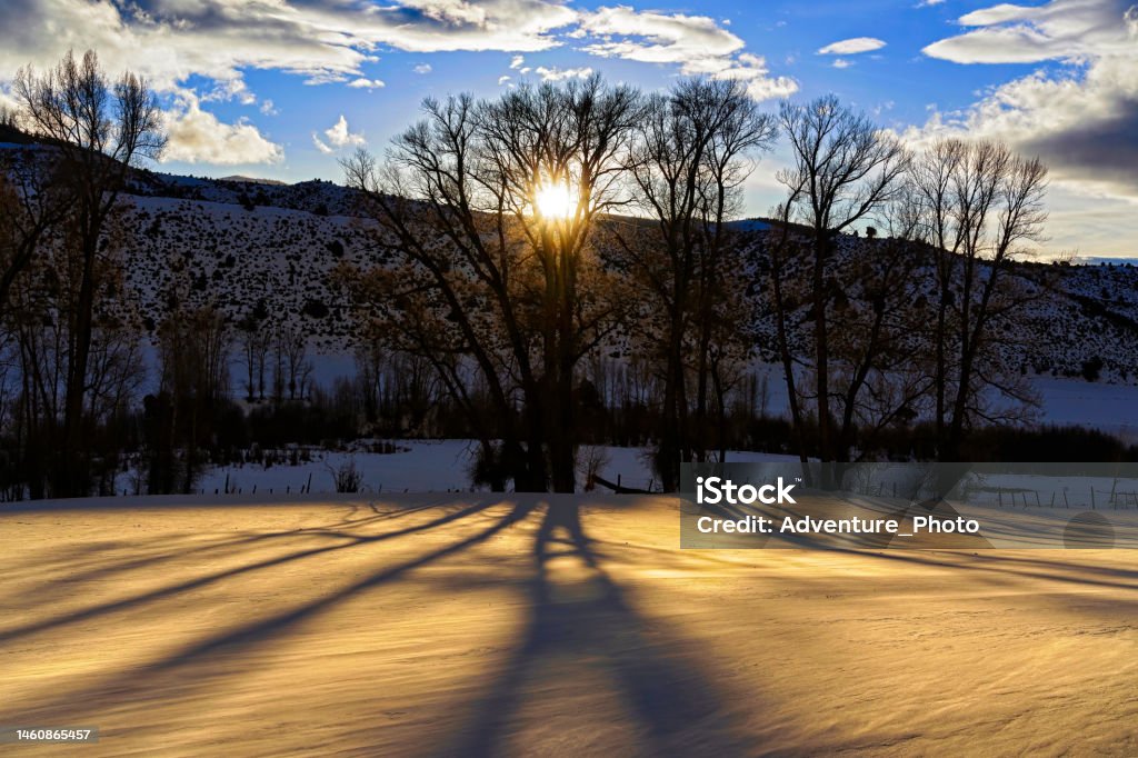 Snow Tree Shadow Tree Shadow Silhouette On Snow Stock Photo - Download Image Now ...