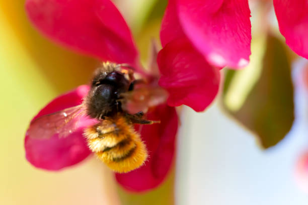 istock Fluffy striped bee on a flower. Blur 1460865581