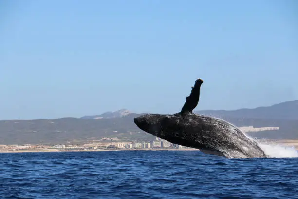 Photo of Whale in mid breach