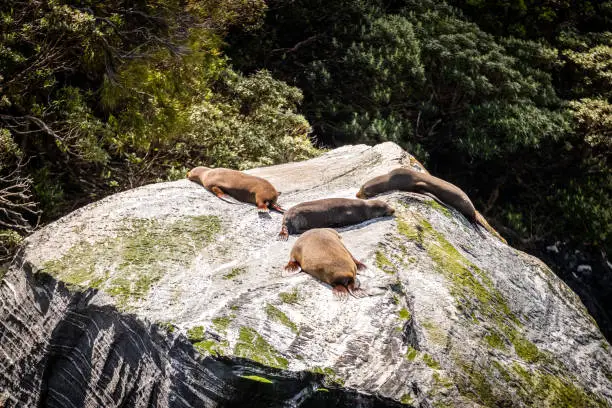 Photo of Seals on rock at Milford Sound in New Zealand