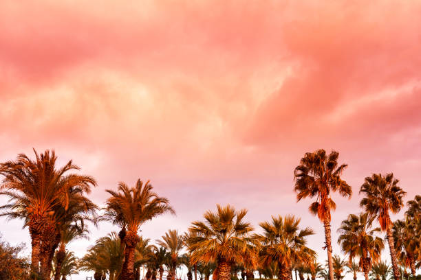 istock Copy space tropical palm tree background on sunset sky, abstract pastel colored tropical background. Summer vacation travel and vacation. 1460866501
